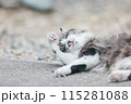 屋外で飼われている日本の猫 115281088