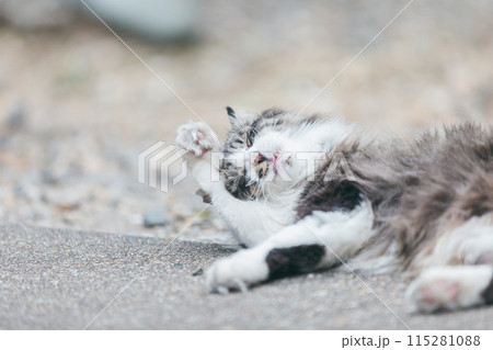 屋外で飼われている日本の猫 115281088