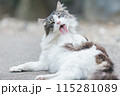屋外で飼われている日本の猫 115281089