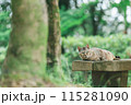 屋外で飼われている日本の猫 115281090