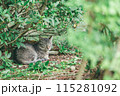 屋外で飼われている日本の猫 115281092