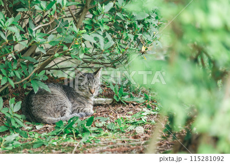 屋外で飼われている日本の猫 115281092