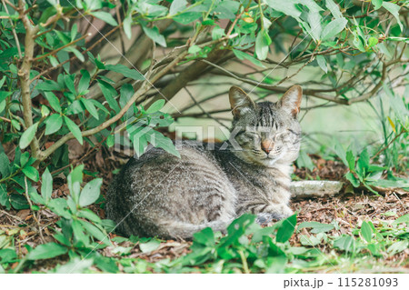 屋外で飼われている日本の猫 115281093