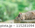 屋外で飼われている日本の猫 115281094