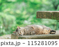 屋外で飼われている日本の猫 115281095