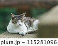 屋外で飼われている日本の猫 115281096