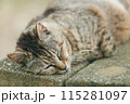 屋外で飼われている日本の猫 115281097