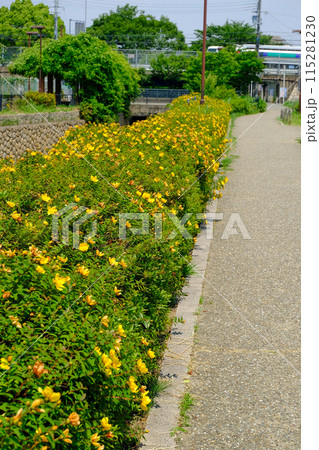 黄色い花が咲くヒドコートの植え込み 115281230