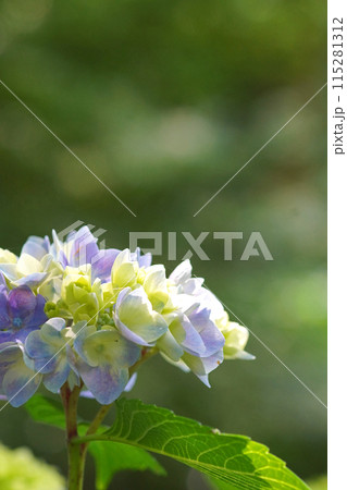 薄紫色の紫陽花 115281312