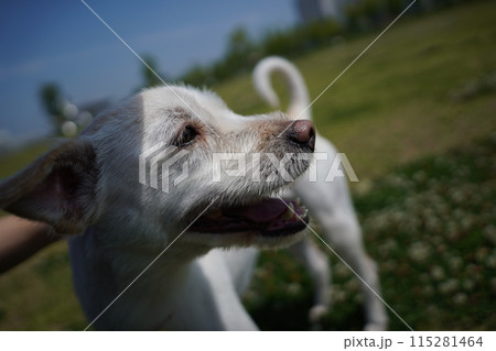 a dog with a white tail is looking up at the camera 115281464