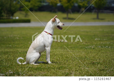 white dog with a red collar sits on the grass. white dog with a red collar sits on the grass. 115281467