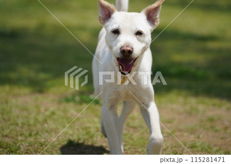 a white dog is running on the grass with its mouth open a white dog is running on the grass with its mouth open 115281471