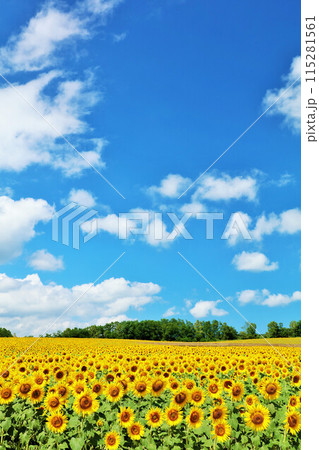 北海道　夏の青空とひまわりの風景 115281561