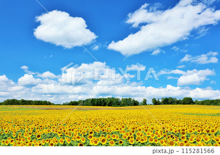 北海道　夏の青空とひまわりの風景 115281566