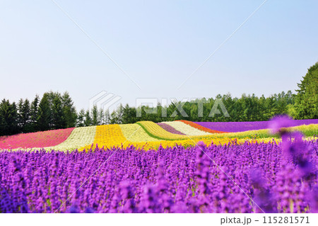 北海道　富良野の彩り豊かな花畑 115281571