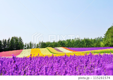 北海道 富良野の彩り豊かな花畑 北海道 富良野の彩り豊かな花畑 115281574
