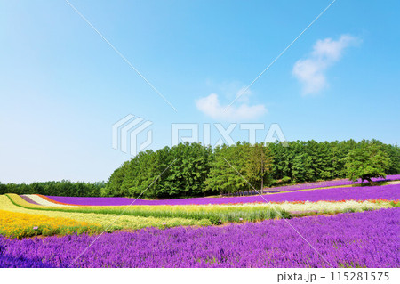 北海道　富良野の彩り豊かな花畑 115281575