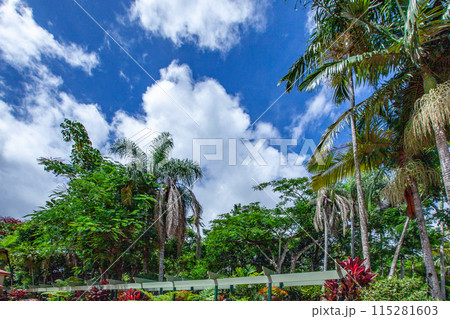 キュランダ 115281603