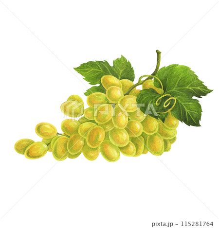 Horizontally arranged bunch of white grapes with leaf and curling tendril. Watercolor illustration for design of wine list, menu, label, logo, wineries or restaurants promo materials, packaging. Horizontally arranged bunch of white grapes with leaf and curling tendril. Watercolor illustration for design of wine list, menu, label, logo, wineries or restaurants promo materials, packaging. 115281764