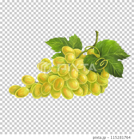 Horizontally arranged bunch of white grapes with leaf and curling tendril. Watercolor illustration for design of wine list, menu, label, logo, wineries or restaurants promo materials, packaging. Horizontally arranged bunch of white grapes with leaf and curling tendril. Watercolor illustration for design of wine list, menu, label, logo, wineries or restaurants promo materials, packaging. 115281764