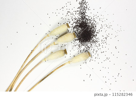 ナガミヒナゲシの種 ナガミヒナゲシの種 115282346