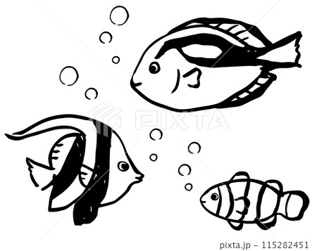カクレクマノミとナンヨウハギとハタタテダイ　モノクロの線画 115282451