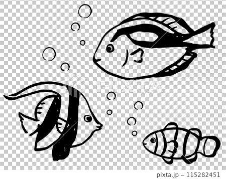 カクレクマノミとナンヨウハギとハタタテダイ　モノクロの線画 115282451