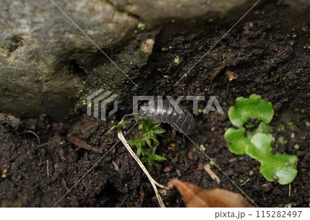 オカダンゴムシ 115282497