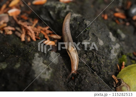 雨上がりの庭にあらわれるナメクジ 雨上がりの庭にあらわれるナメクジ 115282513