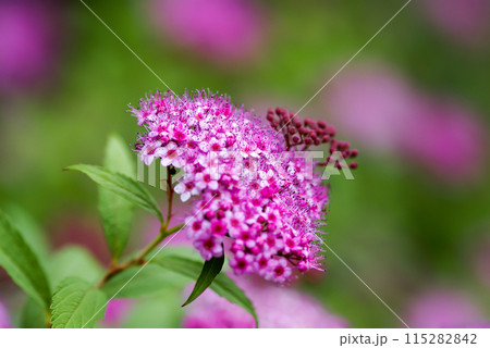 下野の花 115282842