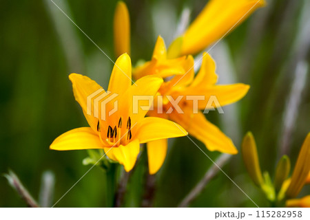 萱草の花 萱草の花 115282958
