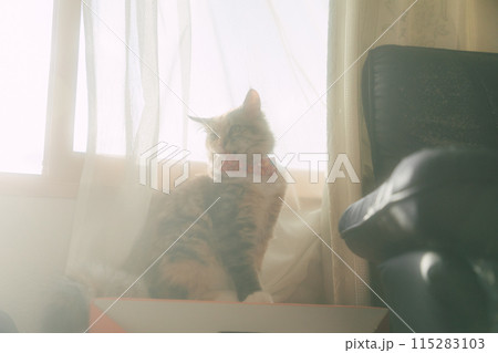 首を傾げる猫 首を傾げる猫 115283103