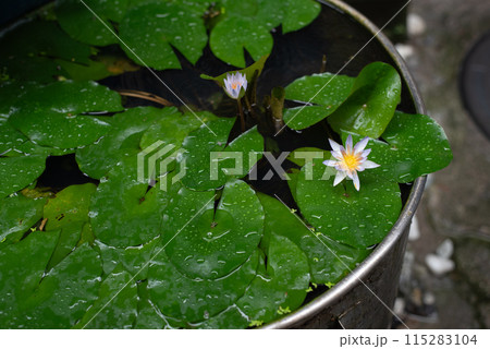 睡蓮が雨粒の残る野外の什器で花を咲かせる 睡蓮が雨粒の残る野外の什器で花を咲かせる 115283104