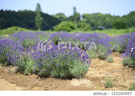 佐倉ラベンダーランド 佐倉ラベンダーランド 115283897