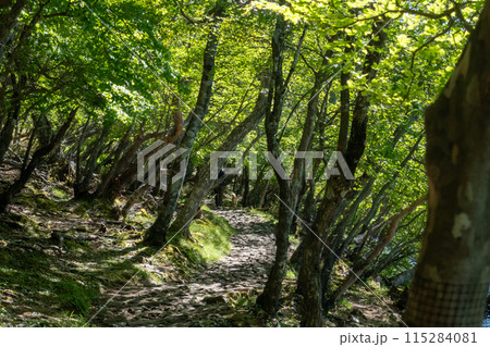 初夏の赤城山　小沼周辺の遊歩道 115284081