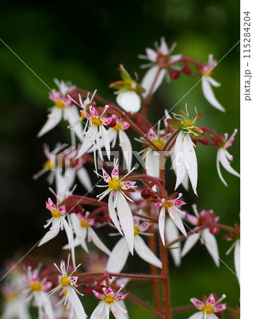 公園の片隅に咲いたユキノシタ （花とつぼみをつけたイドクサ） 115284204