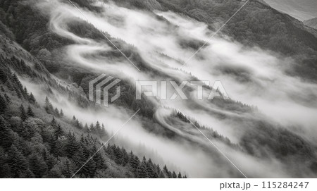 杉林の朝の雲海