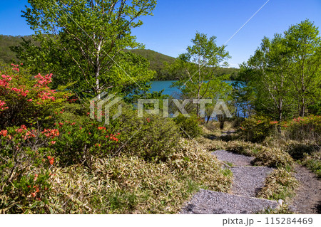 初夏の赤城山　小沼周辺の遊歩道 115284469