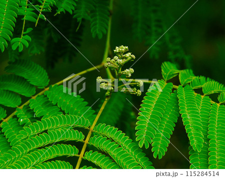 就眠運動をする樹木　マメ科ネムノキ 115284514
