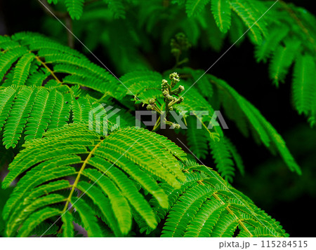 就眠運動をする樹木　マメ科ネムノキ 115284515