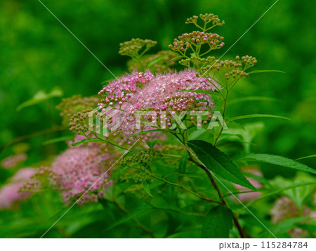 バラ科シモツケソウの花 バラ科シモツケソウの花 115284784