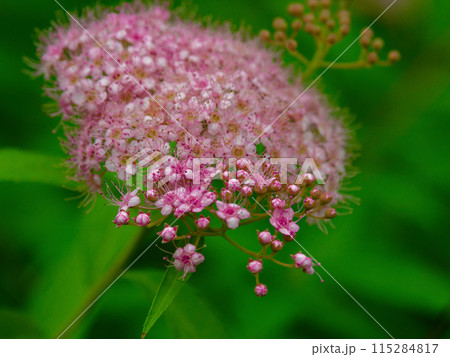 バラ科シモツケソウの花 バラ科シモツケソウの花 115284817
