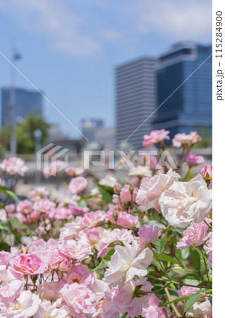 中之島公園 満開のバラ 中之島公園 満開のバラ 115284900