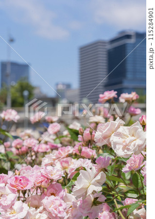 中之島公園 満開のバラ 中之島公園 満開のバラ 115284901