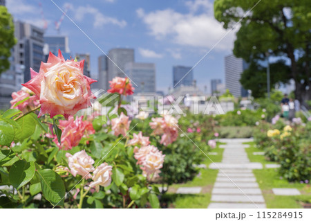 中之島公園 満開のバラ 中之島公園 満開のバラ 115284915