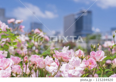 中之島公園　満開のバラ 115284920
