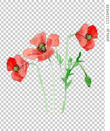 Papaver dubium 115284938
