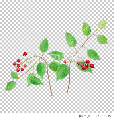 Amelanchier canadensis ジューンベリーの水彩イラスト 115284939