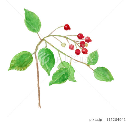 Amelanchier canadensis ジューンベリーの水彩イラスト 115284941