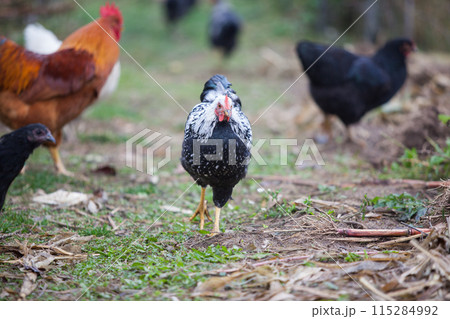 Chicken in the garden in atumn Chicken in the garden in atumn 115284992